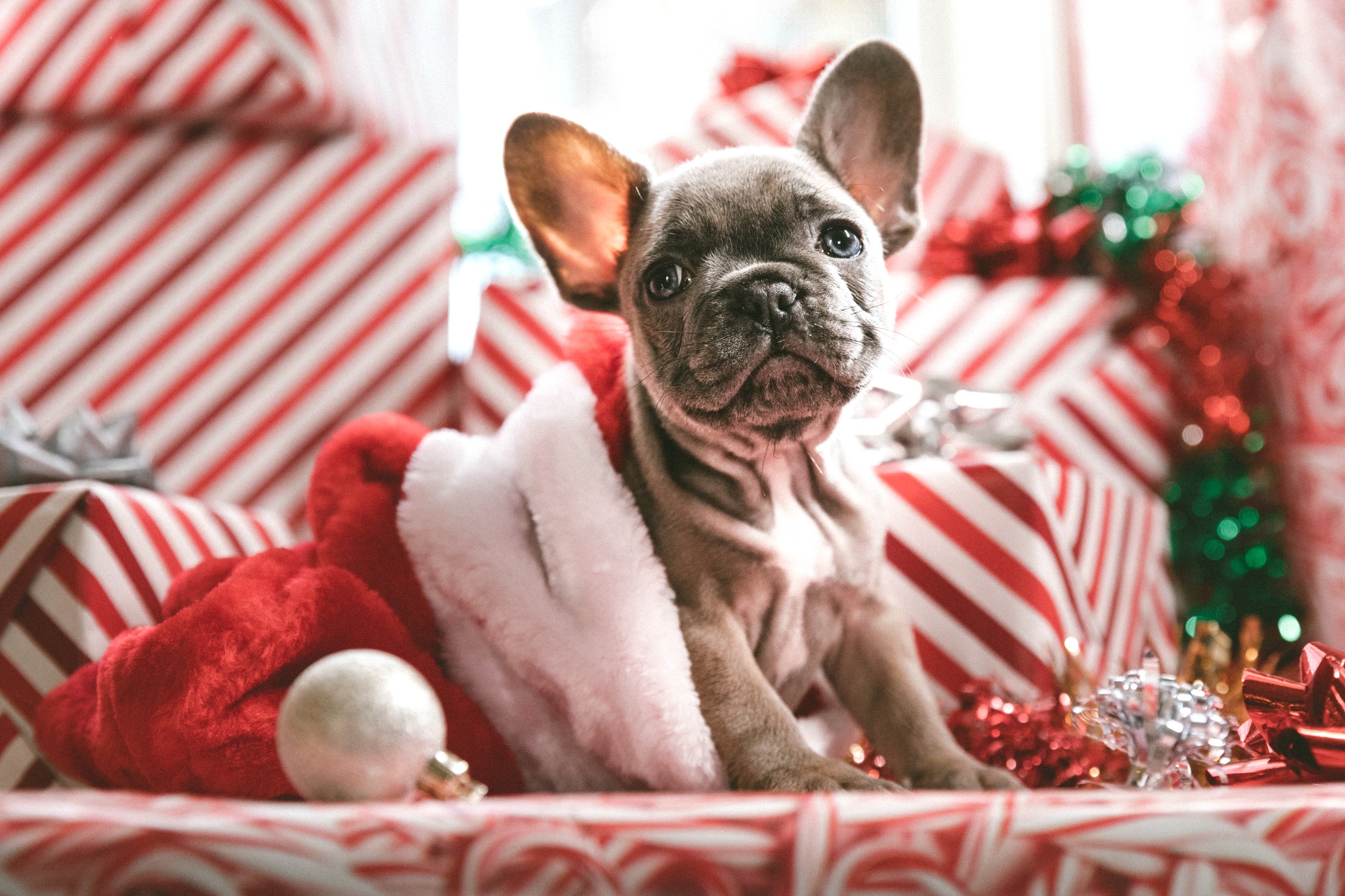 puppy dog in Christmas decoration