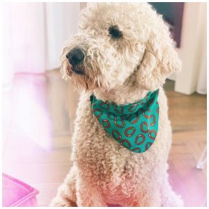 Hema hond rookworst bandana