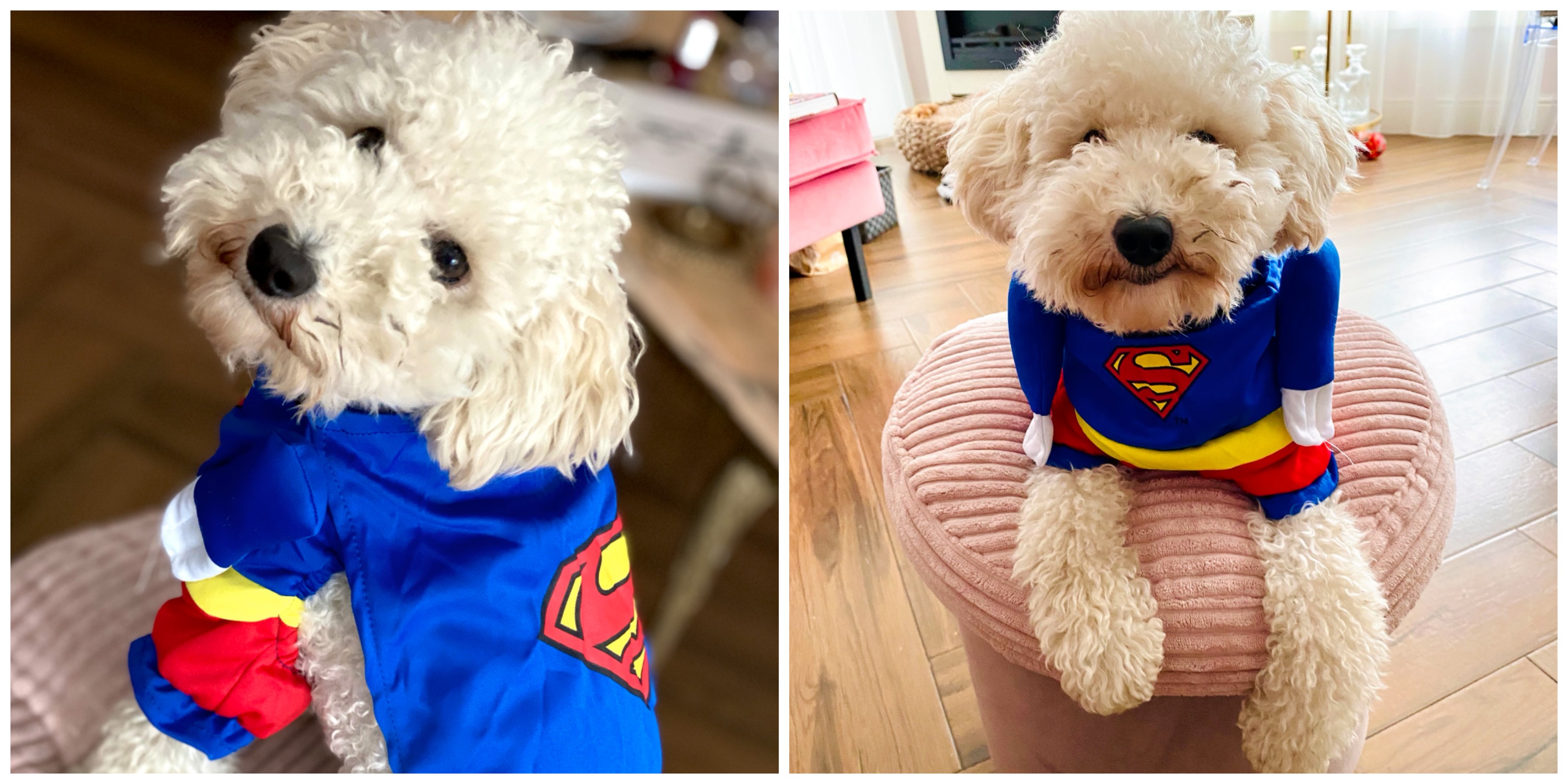 superman outfit hond